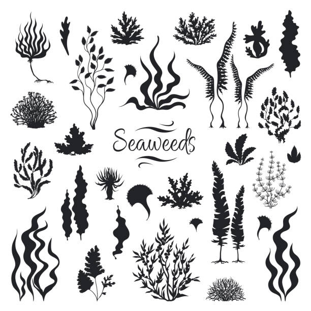 ilustrações, clipart, desenhos animados e ícones de silhuetas dos seaweeds. recife coral subaquático, planta desenhada mão do kelp do mar, ervas marinhas isoladas. algas do aquário do esboço do vetor - spirulina bacterium seaweed food clipping path