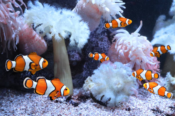 seeanemone und clownfische - anemonenfisch stock-fotos und bilder