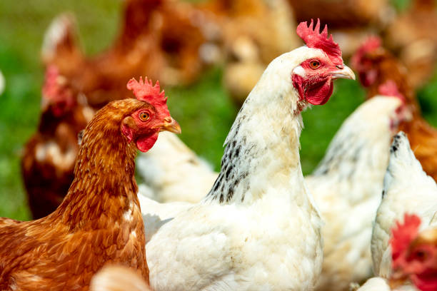 istock chicken living outdoors in herd 1147597919