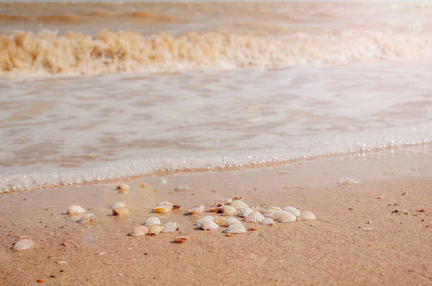 istock Pile of seashells on a red sand lying in disorder 1147598027
