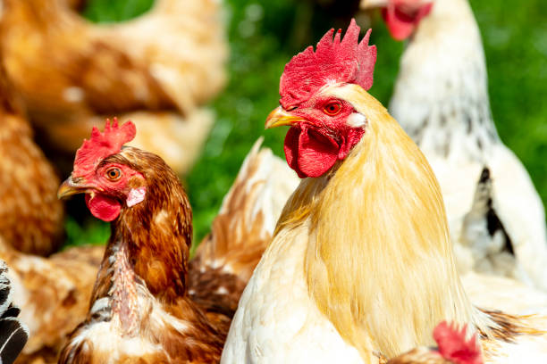 istock chicken living outdoors in herd 1147598101