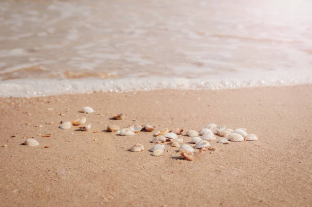 istock Pile of seashells on a red sand lying in disorder 1147598219