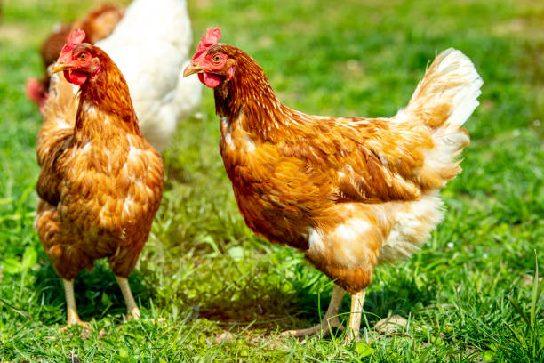 istock chicken living outdoors in herd 1147598288