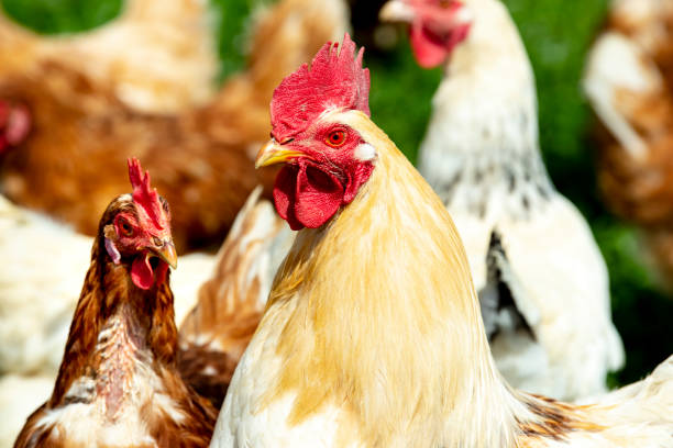 istock chicken living outdoors in herd 1147598973