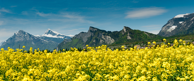 panorama springtime landscape with a bright yellow rapeseed field and snowcapped mounain peaks behind in the Alps of Switzerland near Maienfeld