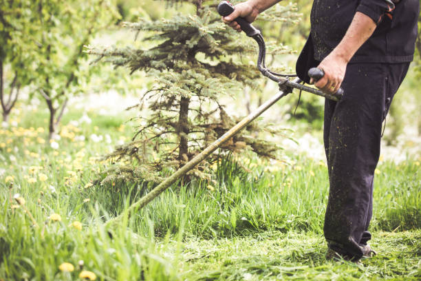 istock Cutting grass with a professional grass trimmer 1147600339