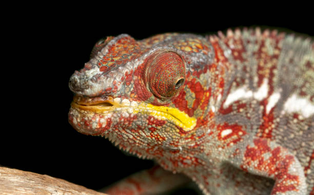 istock Chameleon portrait- Panther chameleon (Furcifer pardalis) 1147602444