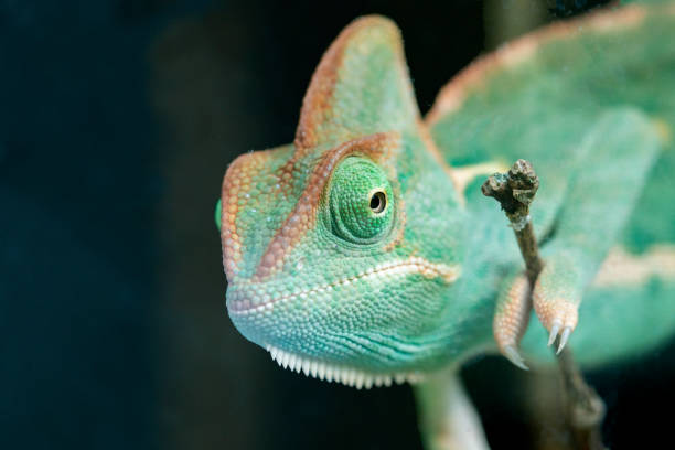 istock Chamaeleo calyptratus 1147602458