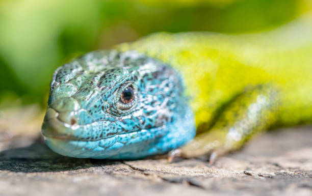 istock Lacerta viridis male - Spain, Cantabria 1147602477