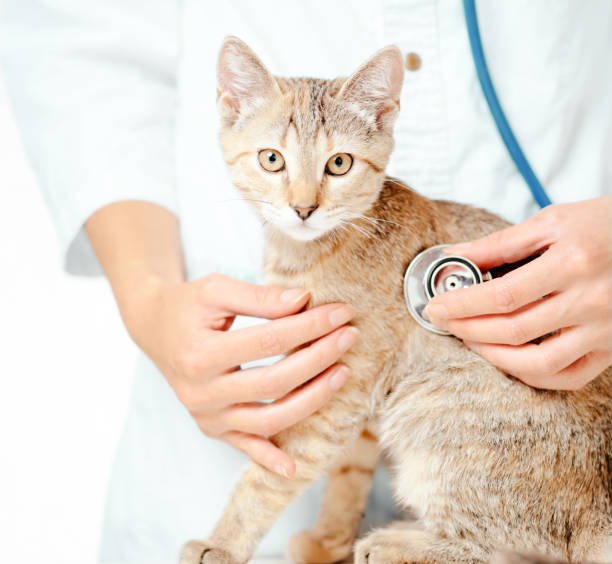 istock Female veterinary checkup with stethoscope a kitten 1147602567