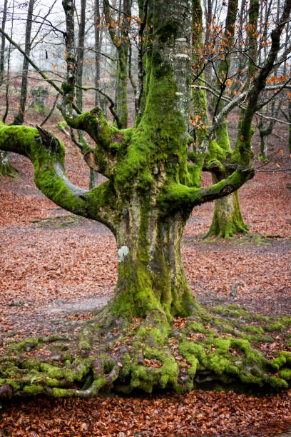 istock colorful autumn at otzarreta forest in gorbea natural park 1147603276
