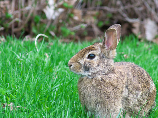 istock Close up of a rabbit 1147603623