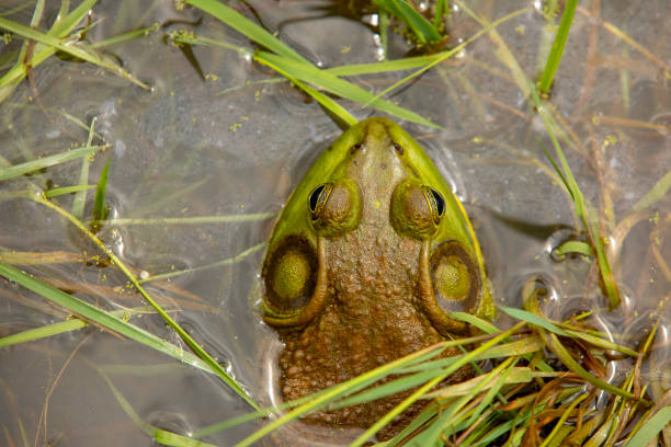 rana colgando en un estanque - frog batrachian animal head grass fotografías e imágenes de stock