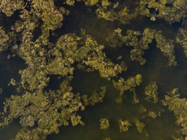 istock Unusal abstract birds eye view drone aerial landscape image of algae floating on river giving impression of flooded fields with trees 1147604894