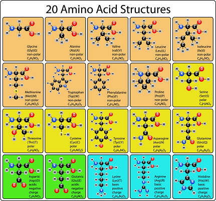 Animo Structures Animo Acid Ball And Stick Structure Stock Illustration - Download Image ...