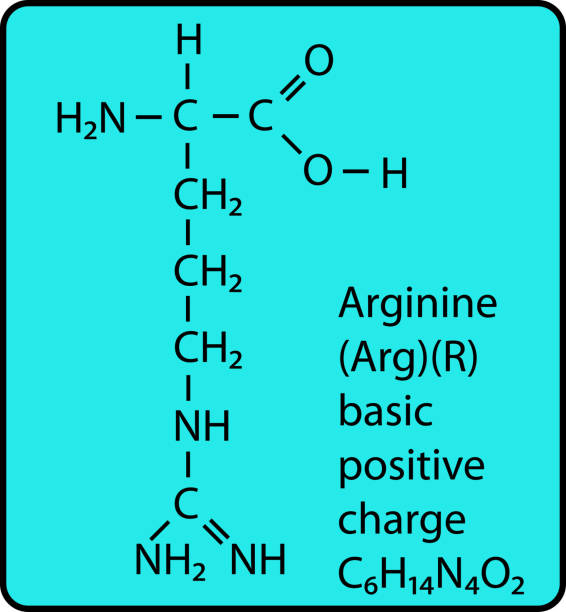 struktura szkieletowa animo acid argininy - molecule amino acid arginine molecular structure stock illustrations