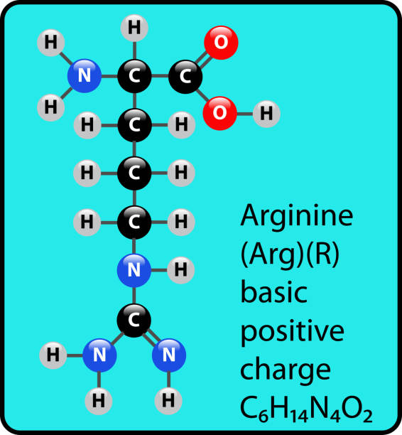 ilustrações de stock, clip art, desenhos animados e ícones de animo acid arginine ball and stick structure - molecule amino acid arginine molecular structure
