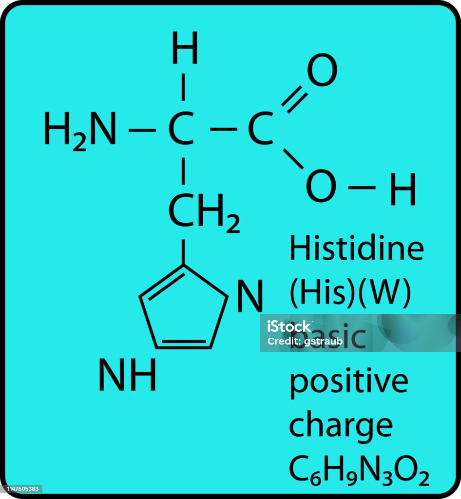 Animo Structures Animo Acid Histidine Skeletal Structure Stock Illustration - Download ...