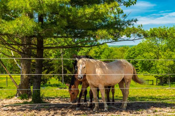 istock Two Horses Under a Shade Tree Wide Shot 1147606192