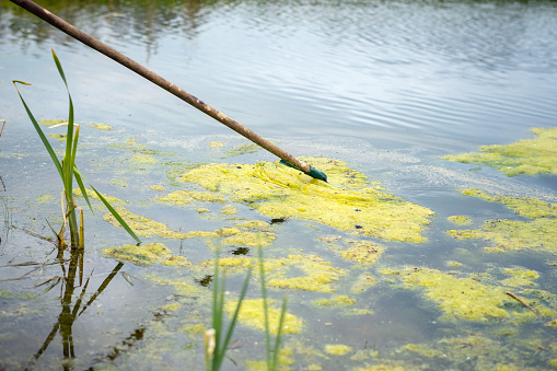 Man cleaning green floating water algae on a private pond. Mans hand taking out green weeds from water surface