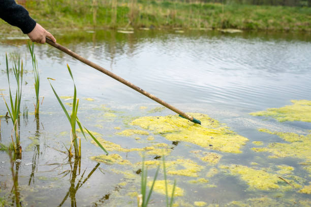 l’homme nettoyant les algues flottantes vertes d’eau sur un étang privé. mans main prenant des mauvaises herbes vertes de la surface de l’eau - stagnant photos et images de collection