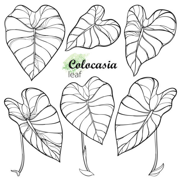 Vector set with outline tropical leaf of Colocasia esculenta or Elephant ear or Taro in black isolated on white background. Vector set with outline tropical leaf of Colocasia esculenta or Elephant ear or Taro in black isolated on white background. Ornate contour Colocasia leaves for summer coloring book. taro leaf stock illustrations