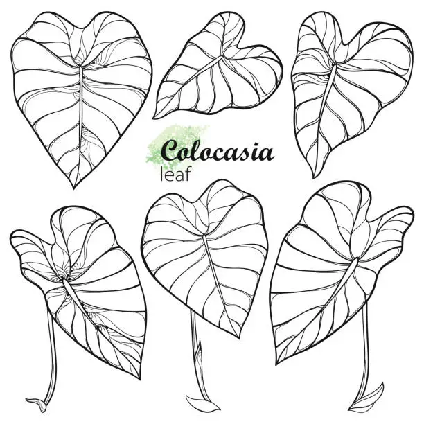 Vector illustration of Vector set with outline tropical leaf of Colocasia esculenta or Elephant ear or Taro in black isolated on white background.
