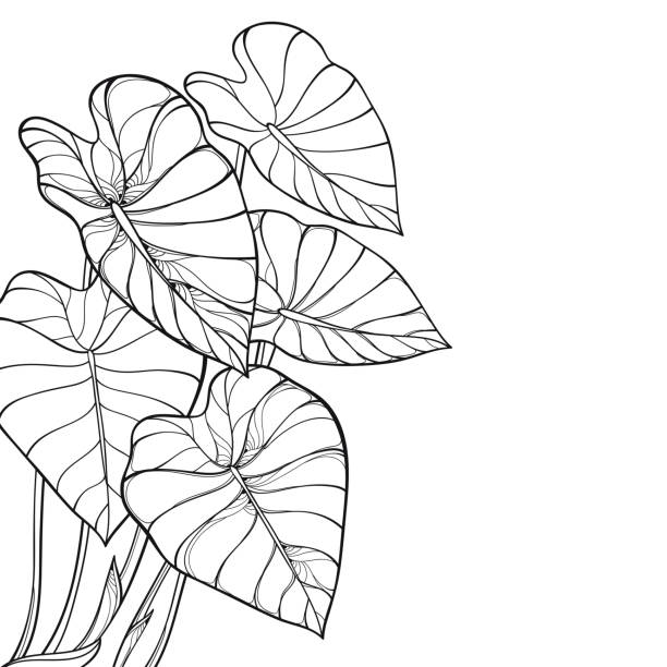 Vector corner bunch of outline tropical leaf Colocasia esculenta or Elephant ear or Taro plant in black isolated on white background. Vector corner bunch of outline tropical leaf Colocasia esculenta or Elephant ear or Taro plant in black isolated on white background. Ornate contour Colocasia foliage for summer summer coloring book. taro leaf stock illustrations