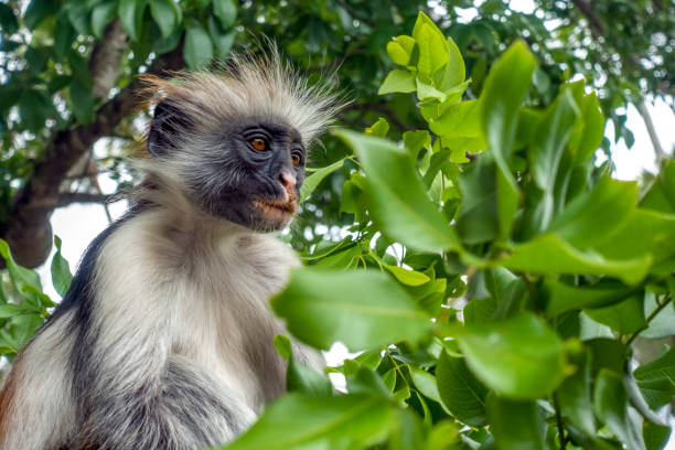 istock Red Colobus monkey in a natural environment, Zanzibar. 1147606921