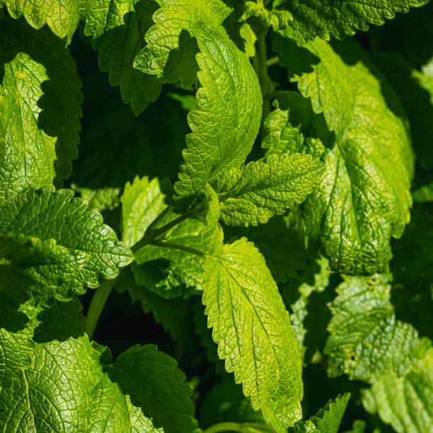 istock Deatil of sweet balm, Melissa officinalis 1147606969