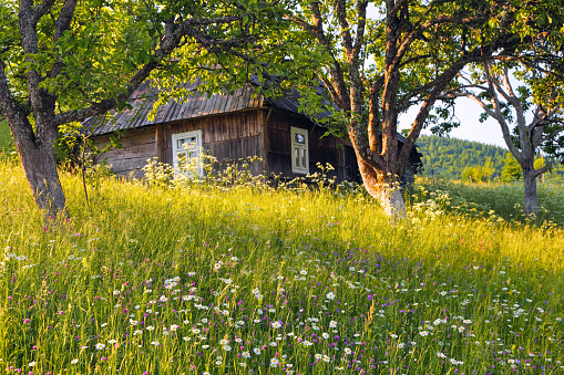 An old wooden house. Majestic spring sunny landscape. Garden with fruit trees, flowers, forest. Eco resort, relax for tourists. Location the Carpathian Mountains, Ukraine, Europe.