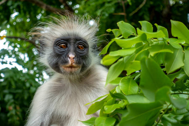 istock Red Colobus monkey in a natural environment, Zanzibar. 1147607504