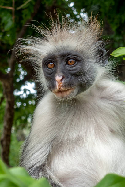 istock Red Colobus monkey in a natural environment, Zanzibar. 1147607651