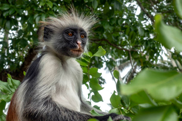 istock Red Colobus monkey in a natural environment, Zanzibar. 1147608023