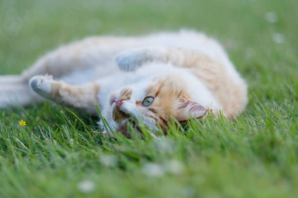 istock Big red and white cat on the grass 1147608145