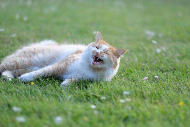 istock Big red and white cat on the grass 1147608197