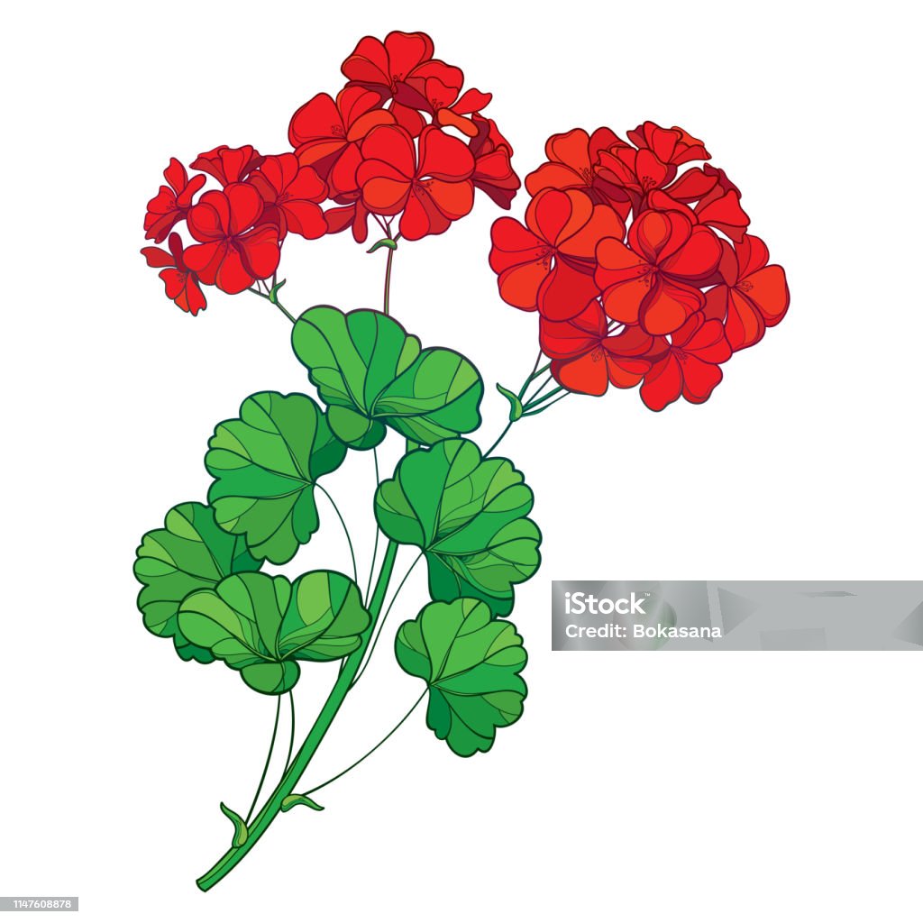 Ilustración de Rama Vectorial Con Contorno De Geranio Rojo O Racimo De Flores Cranesbills Y Hoja Verde Ornamentada Aislada Sobre Fondo Blanco y más Vectores Libres de Derechos de Geranio - iStock Ilustración de Rama Vectorial Con Contorno De Geranio Rojo O Racimo De Flores Cranesbills Y Hoja Verde Ornamentada Aislada Sobre Fondo Blanco y más Vectores Libres de Derechos de Geranio - iStock