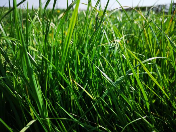 istock Fresh and long grass in the meadow, close-up 1147609190