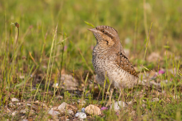 istock The Eurasian wryneck 1147610217