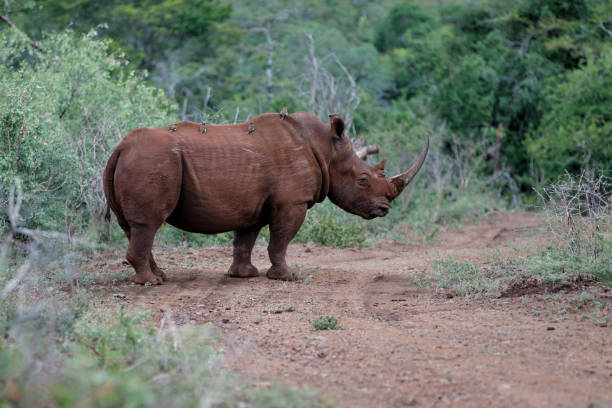 istock white rhinoceros in South Africa 1147611763