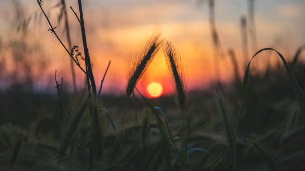 istock Orange colored sunset in the Lazio countryside 1147611764