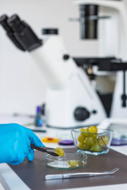 istock Food safety inspector working in laboratory 1147612261