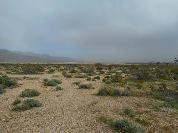 istock Steppe with some bushes in Texas 1147613054