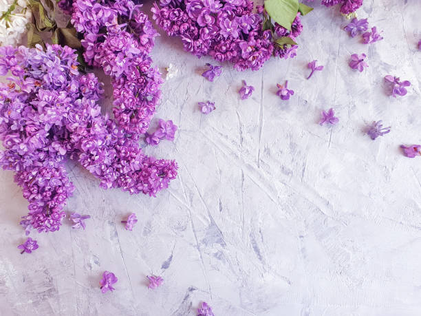 istock lilac flower on black concrete frame background 1147613292