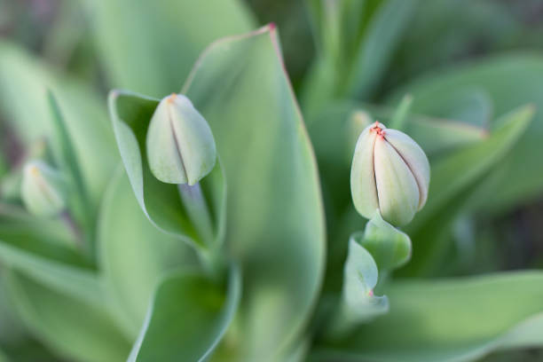 istock Unopened by tulips, soft focus. Nature green foliage background. 1147613701