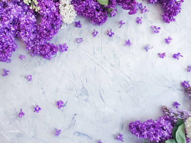 istock lilac flower on black concrete frame background 1147613991