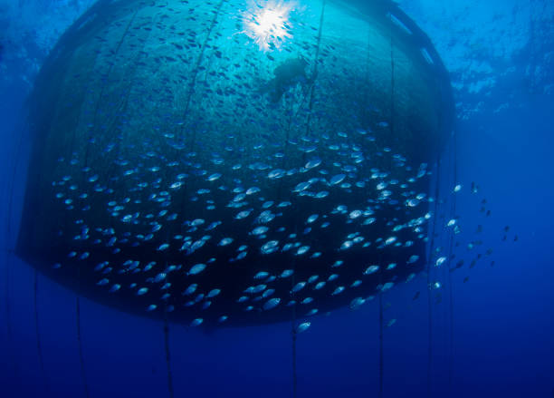 바다 물고기 농장 - fishing fishing industry sea fish 뉴스 사진 이미지