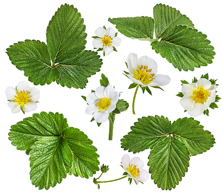 Strawberry Blossoms of White and Yellow against vibrant green leaves.