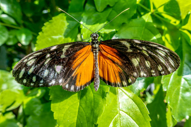 istock Heliconius Melpomene Postman butterfly with wings wide open 1147617444