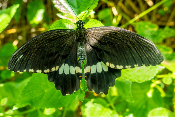 istock An exotic butterfly resting on a leaf.Close up.Detail. 1147617469